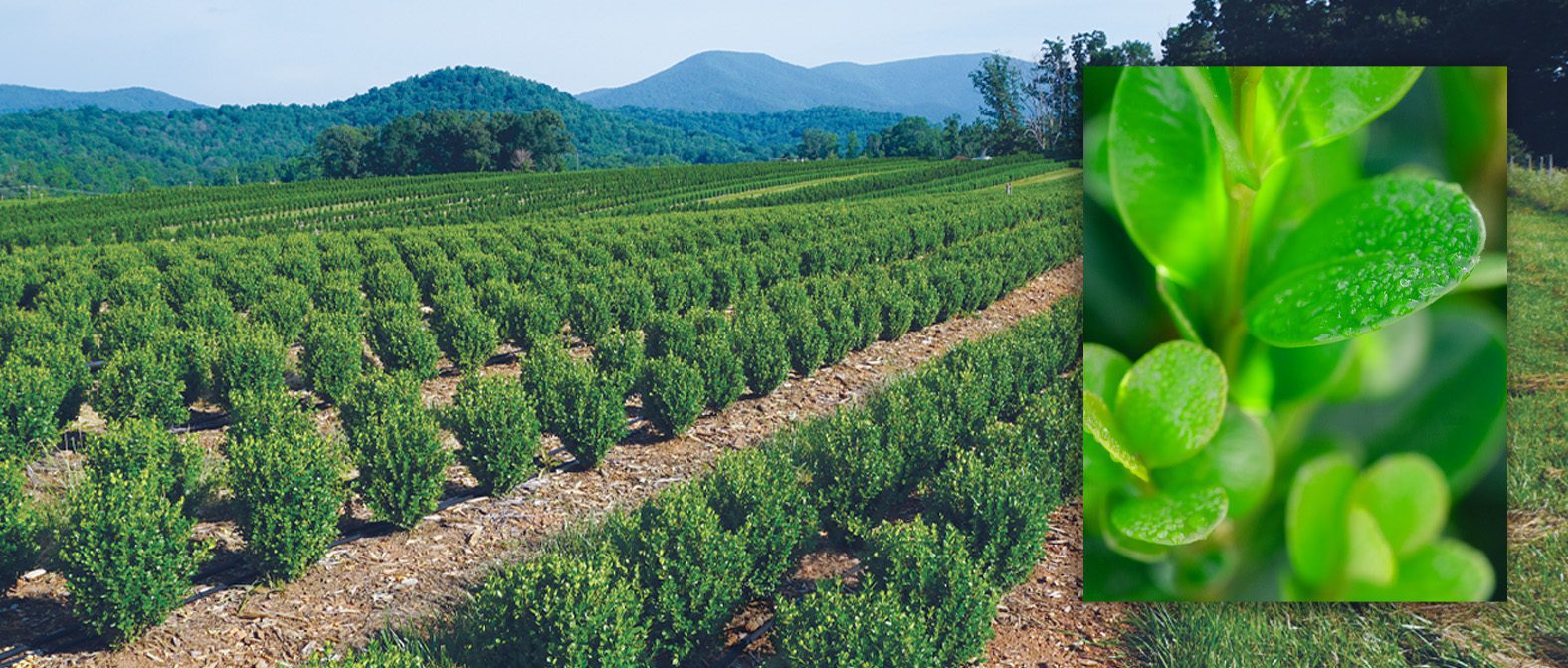 1NGFieldClose_Photog26