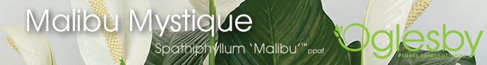 MalibuAnimate