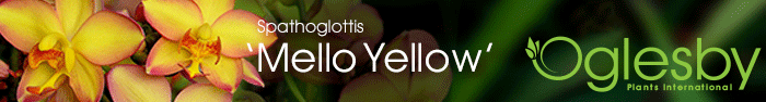 MeloYeloAnimate