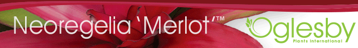 MerlotAnimate